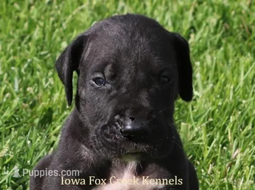 Moose – Great Dane puppy for sale in Unionville, IA