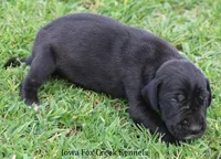 Moose, a male Great Dane for sale in Unionville, IA – Photo 8 of 10