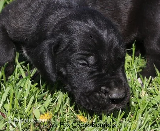 Moose – Great Dane puppy for sale in Unionville, IA