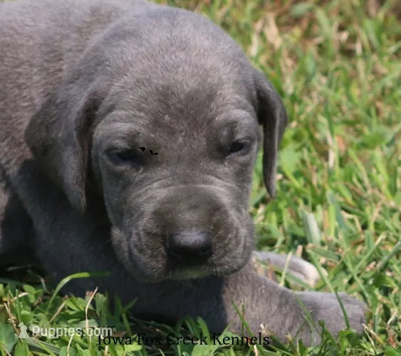 Sapphire – Great Dane puppy for sale in Unionville, IA