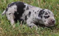 Samson, a male Great Dane for sale in Unionville, IA – 4 of 10