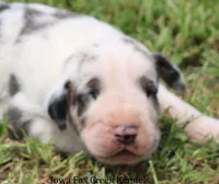 Zeus, a male Great Dane for sale in Unionville, IA – 5 of 10