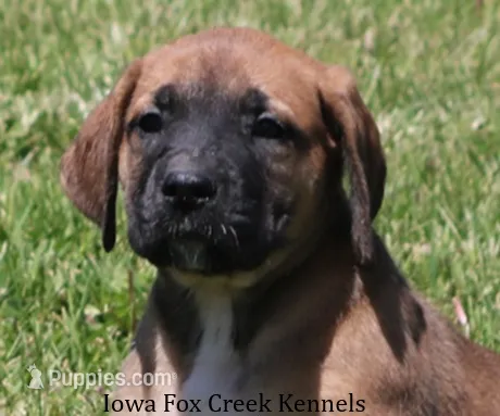 Bonnie – Great Dane, English Mastiff puppy for sale in Unionville, IA