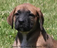 Bonnie, a female Great Dane and English Mastiff for sale in Unionville, IA – 1 of 10