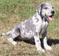 Shakira, a female Great Dane for sale in Unionville, IA – 4 of 10