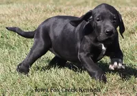 Susie, a female Great Dane for sale in Unionville, IA – 6 of 10