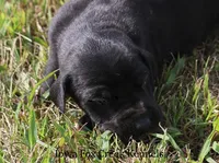 Susie, a female Great Dane for sale in Unionville, IA – 4 of 9