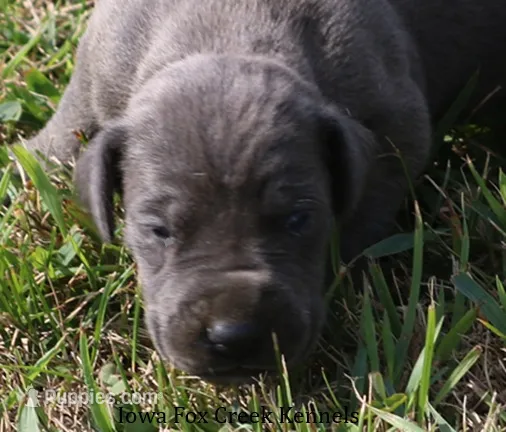 Sophie – Great Dane puppy for sale in Unionville, IA