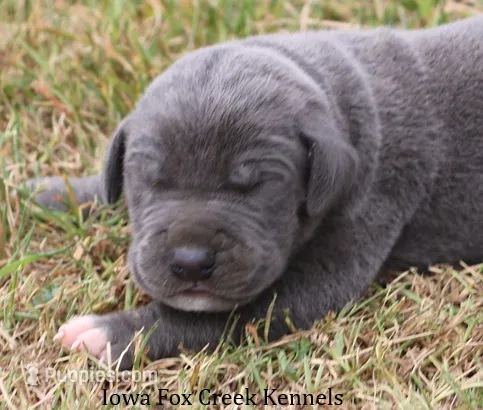 Smokey – Great Dane puppy for sale in Unionville, IA