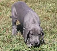 Sapphire, a female Great Dane for sale in Unionville, IA – 5 of 10