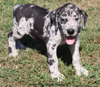 Samson, a male Great Dane for sale in Unionville, IA – 8 of 10