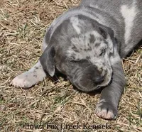 Hayley, a female Great Dane for sale in Unionville, IA – Photo 1 of 10