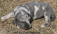 Hayley, a female Great Dane for sale in Unionville, IA – Photo 7 of 10