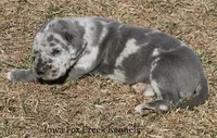 Hayley, a female Great Dane for sale in Unionville, IA – Photo 8 of 10