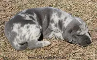 Hayley, a female Great Dane for sale in Unionville, IA – Photo 2 of 10