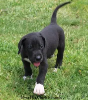 Mitzi, a male Great Dane for sale in Unionville, IA – 8 of 10