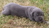 Smokey, a male Great Dane for sale in Unionville, IA – 7 of 9