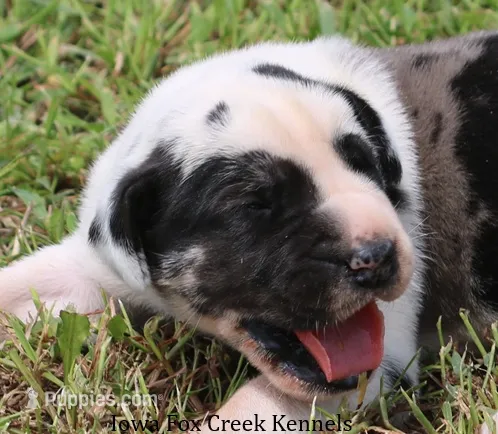 Zorro – Great Dane puppy for sale in Unionville, IA