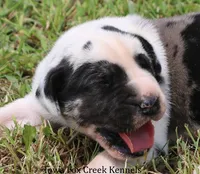 Zorro, a male Great Dane for sale in Unionville, IA – 1 of 10