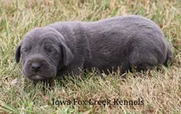 Sapphire, a female Great Dane for sale in Unionville, IA – 3 of 8