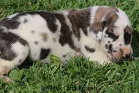 Maggie, a male Great Dane for sale in Unionville, IA – Photo 4 of 9