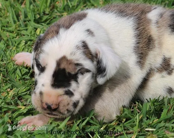 Maggie – Great Dane puppy for sale in Unionville, IA
