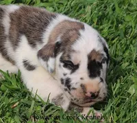 Maggie, a male Great Dane for sale in Unionville, IA – Photo 6 of 9
