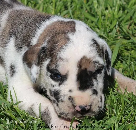 Maggie – Great Dane puppy for sale in Unionville, IA