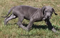 Sarge, a male Great Dane for sale in Unionville, IA – 4 of 10