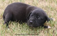 Shadow, a male Great Dane for sale in Unionville, IA – 3 of 10