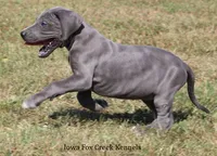 Sophie, a female Great Dane for sale in Unionville, IA – 7 of 10