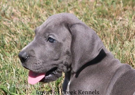 Sarge – Great Dane puppy for sale in Unionville, IA