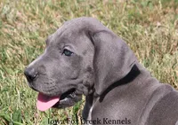 Sarge, a male Great Dane for sale in Unionville, IA – 1 of 10