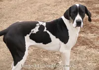 Zoey, a female Great Dane for sale in Unionville, IA – 9 of 10