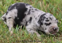 Samson, a male Great Dane for sale in Unionville, IA – 8 of 10