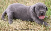 Sophie, a female Great Dane for sale in Unionville, IA – 6 of 10