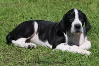 Zoey, a female Great Dane for sale in Unionville, IA – 4 of 10