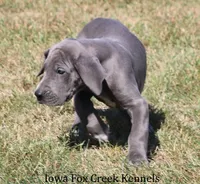 Sophie, a female Great Dane for sale in Unionville, IA – 5 of 10