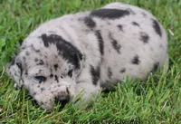 Ella, a female Great Dane for sale in Unionville, IA – 2 of 7