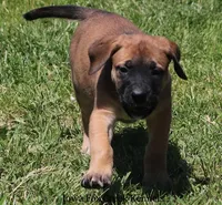Bonnie, a female Great Dane and English Mastiff for sale in Unionville, IA – 5 of 10