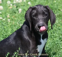 Mitzi, a male Great Dane for sale in Unionville, IA – 3 of 8