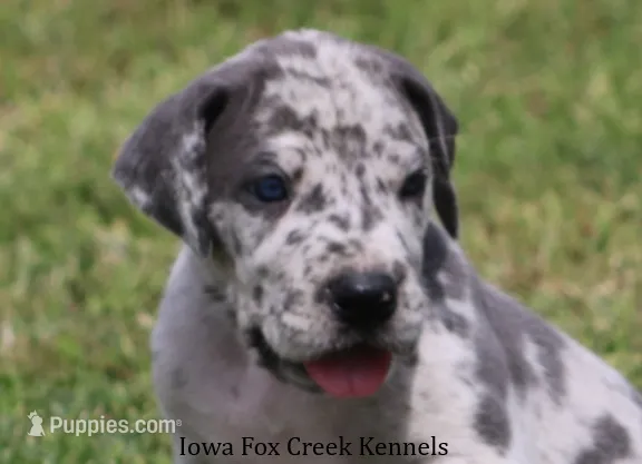 Shakira – Great Dane puppy for sale in Unionville, IA
