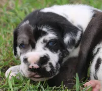 Emily, a female Great Dane for sale in Unionville, IA – 1 of 7