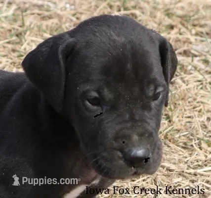 Stella – Great Dane puppy for sale in Unionville, IA