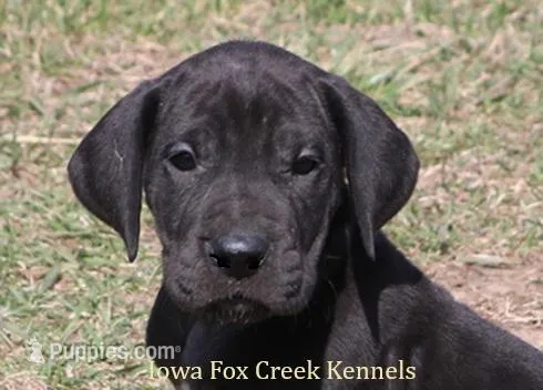 Stella – Great Dane puppy for sale in Unionville, IA