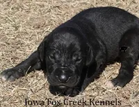 Stella, a female Great Dane for sale in Unionville, IA – Photo 3 of 10
