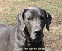 Stella, a female Great Dane for sale in Unionville, IA – Photo 9 of 10
