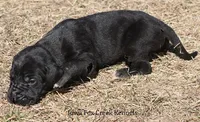 Stella, a female Great Dane for sale in Unionville, IA – Photo 7 of 10
