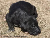 Stella, a female Great Dane for sale in Unionville, IA – Photo 4 of 10
