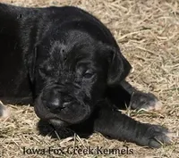Stella, a female Great Dane for sale in Unionville, IA – Photo 1 of 10